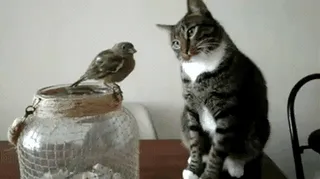 Resultado de imagem para gif UM BICHO com medo do outro