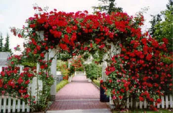 Resultado de imagem para ROSEIRA CHEIA DE ROSAS VERMELHAS