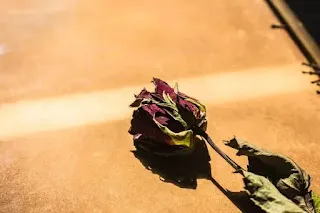 Rosas e bouquets (Ver mais).