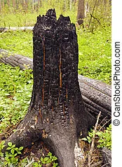 O toco e o vento (Ver mais)