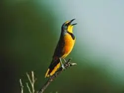 Salmo 83