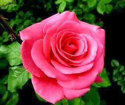Minha rosa cor de rosa