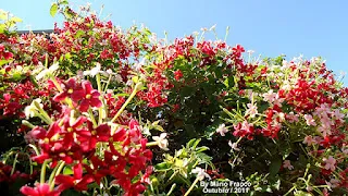 Rondel  nº 5 – Rosas e jasmins