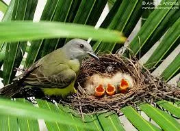 Inocente aprendiz (Ver mais)