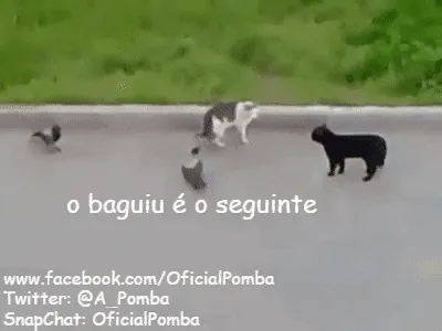 Urbes silvestres (Ver mais)