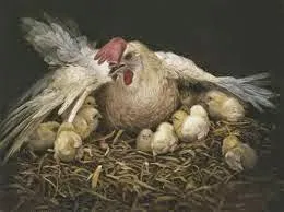 Redil paternal, reflexões.