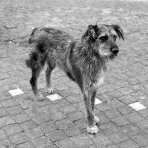 *Cão vira lata (relembranças)