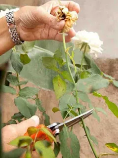 2 - A roseira em podagem