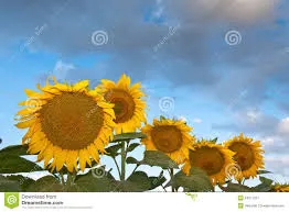 “Deus sabe o que faz!”