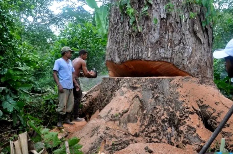 Arvoricídio (Ver mais)