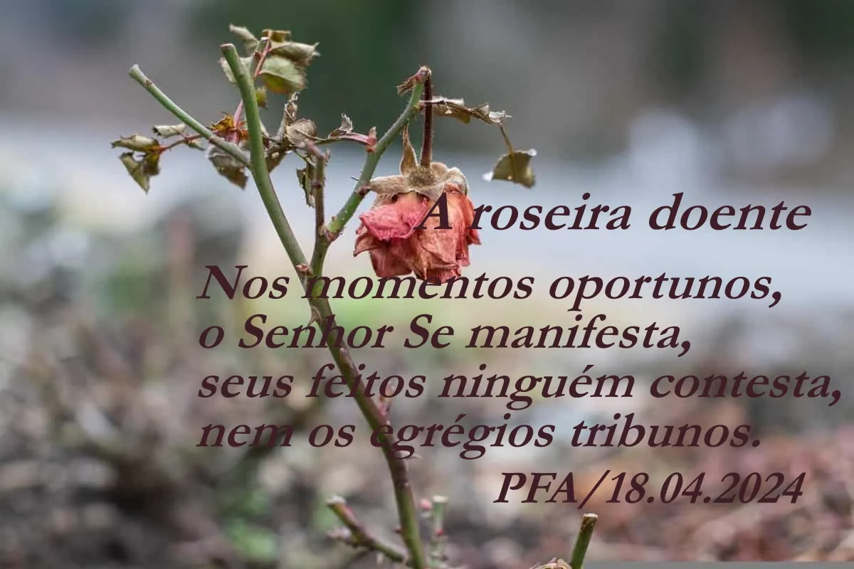 A roseira doente (Ver mais)