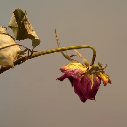 Resultado de imagem para gif de rosa murcha