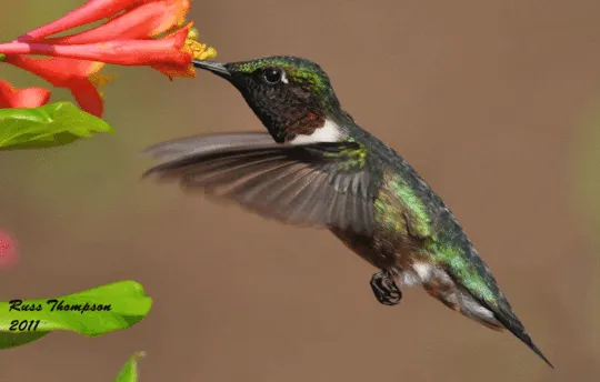 R-ID - Colibri da alegria