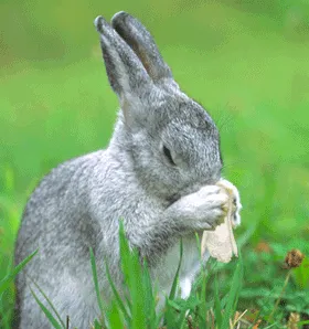 Resultado de imagem para gif de coelhos se amando