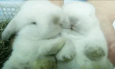 Resultado de imagem para gif de coelhos de pelÃºcia