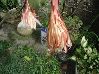 Ela e a Dama da noite