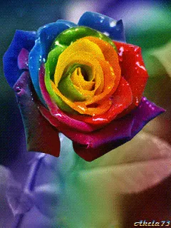 Resultado de imagem para ROSA MULTICOR GIF