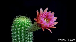 Traições & Cactos (Ver mais)