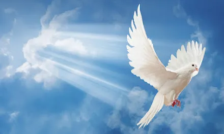 Presença marcante (Ver mais)