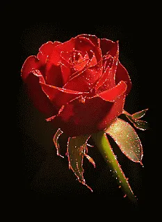 Resultado de imagem para GIF DE ROSA VERMELHA