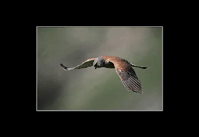 Resultado de imagem para GIF DE águias