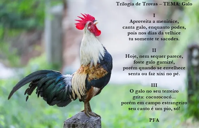 Trilogia de Trovas 23 - TEMA: Galo