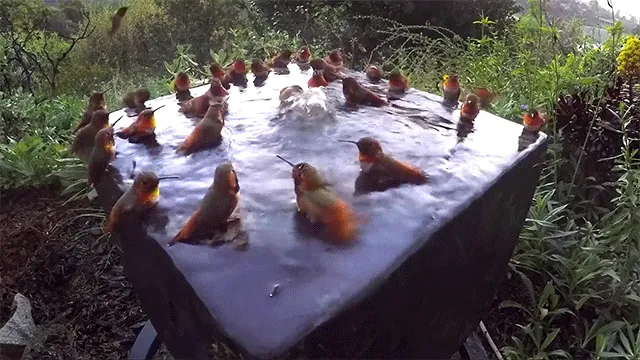 Resultado de imagem para gif de beija flor