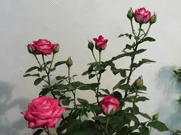 4 - A roseira em recomeço