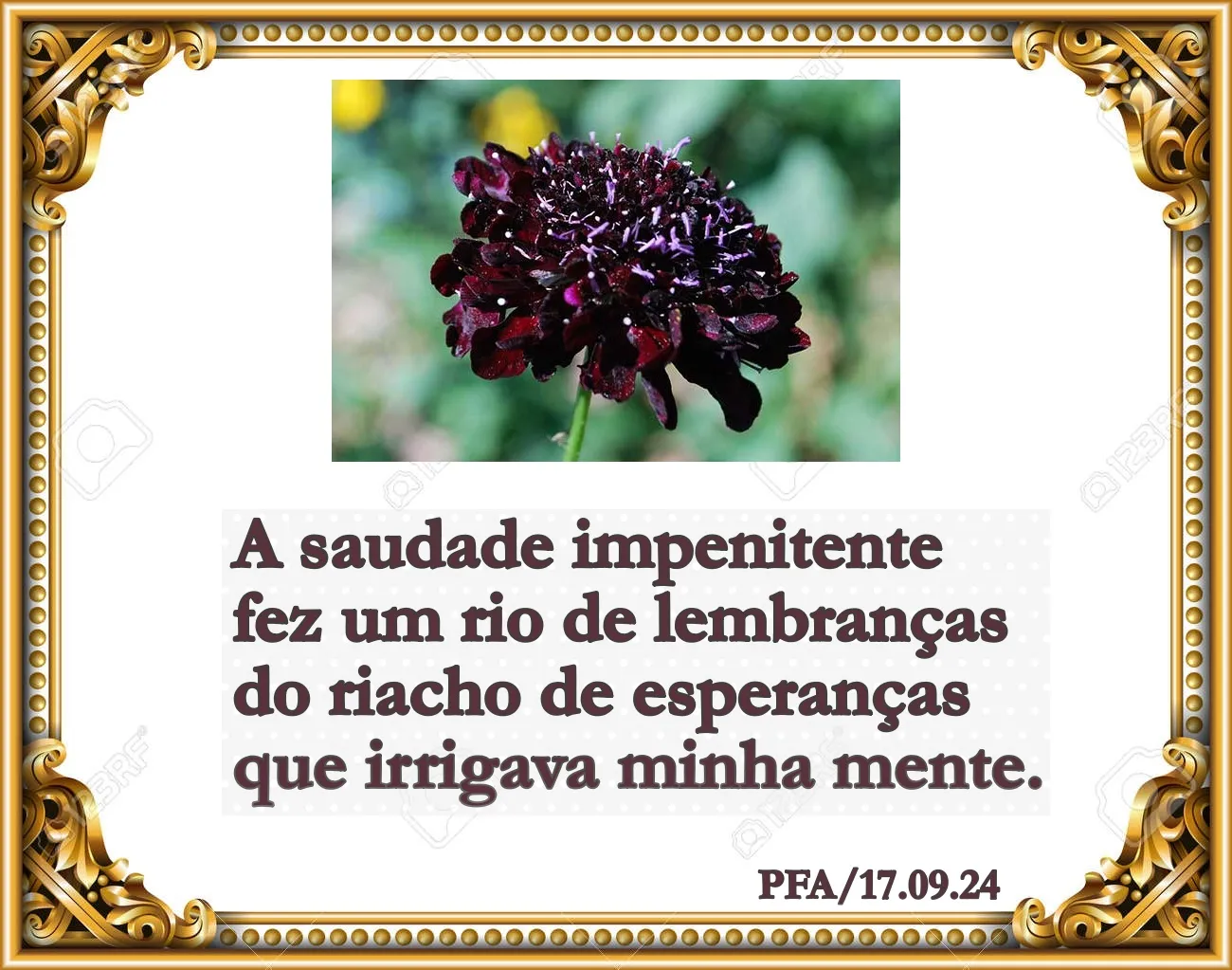 Saudade impenitente