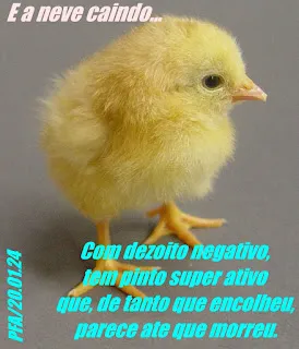 Pinto de estimação (Ver mais)