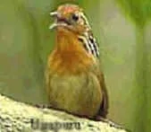 Indriso 48 – Trio eclético