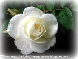 Amor de Deus – II