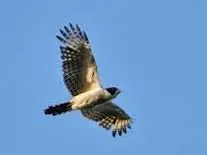 Indriso 22 - Eu e o acauã