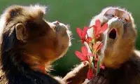 Herança do macaco?