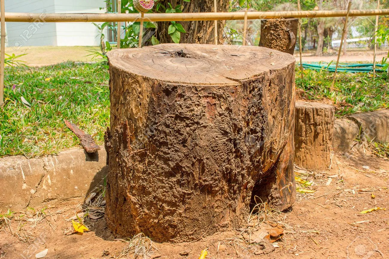 Resultado de imagem para Toco seco