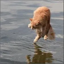 Gato escaldado