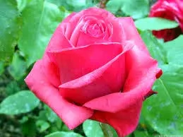 Rosa cor-de-rosa