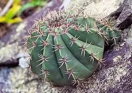 Cactos.