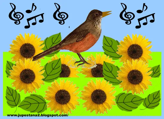 Resultado de imagem para GIF DE PASSAROS CANTANDO