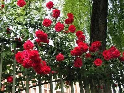 Resultado de imagem para roseira vermelha