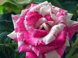 Rosa das rosas