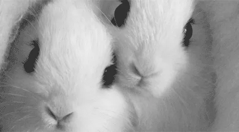 Resultado de imagem para gif de coelhinho