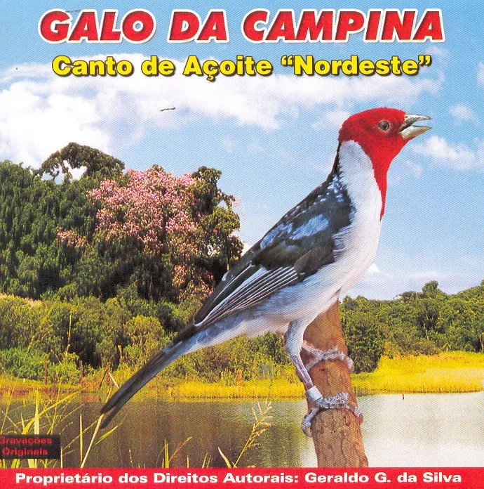 *Galo de campina (Ver mais)