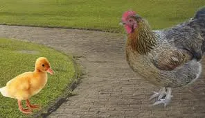 Mães, sempre mães!