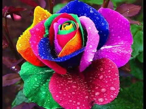 Resultado de imagem para rosa multicolorida