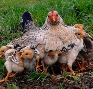 Mamãe, madrinha, mãe (Vide mais)