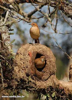 Independência inata