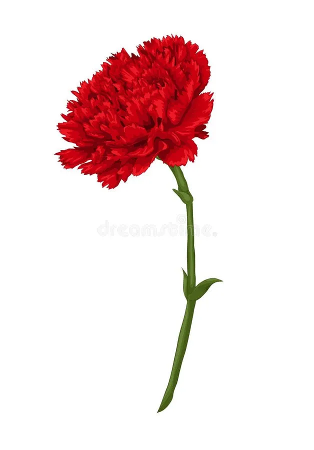 Resultado de imagem para CRAVO