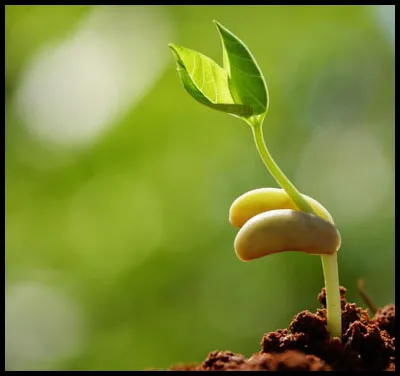 Resultado de imagem para broto