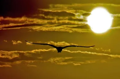 .O sol e a saudade -